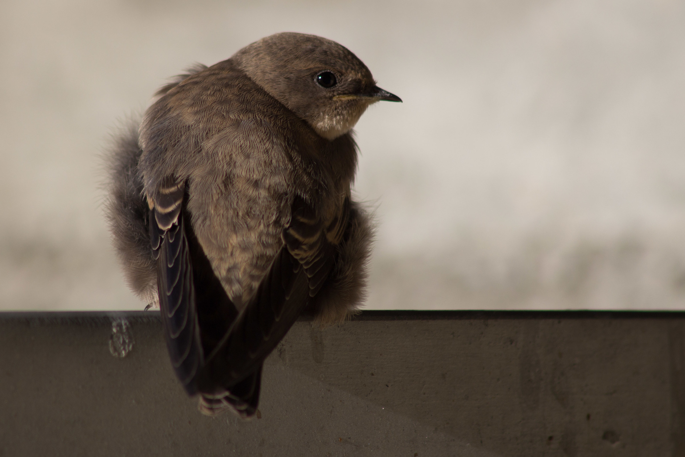 Rondone, anzi, rondine montana