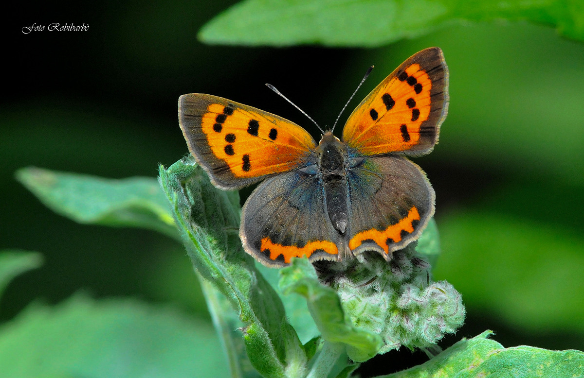 Lycaena phlaeas/ Argo bronzeo...