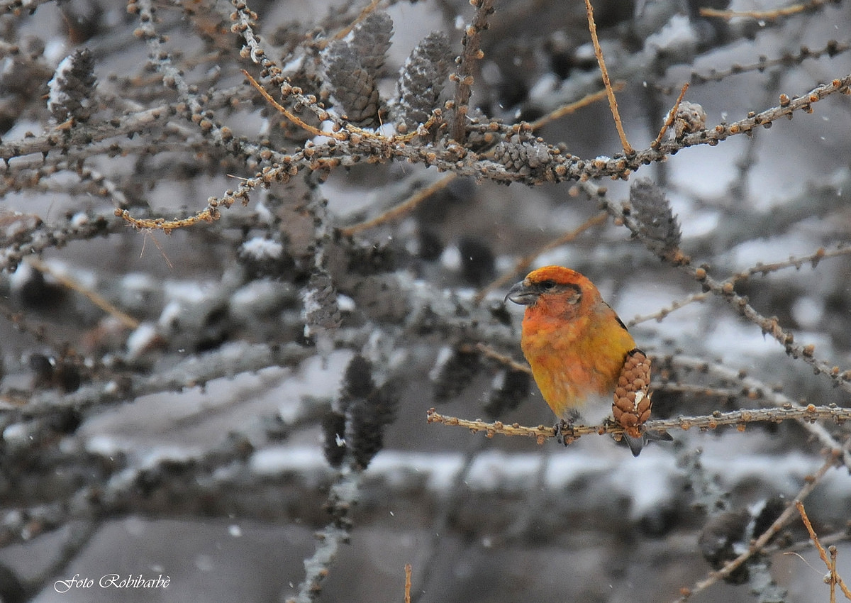 During snowfall ....