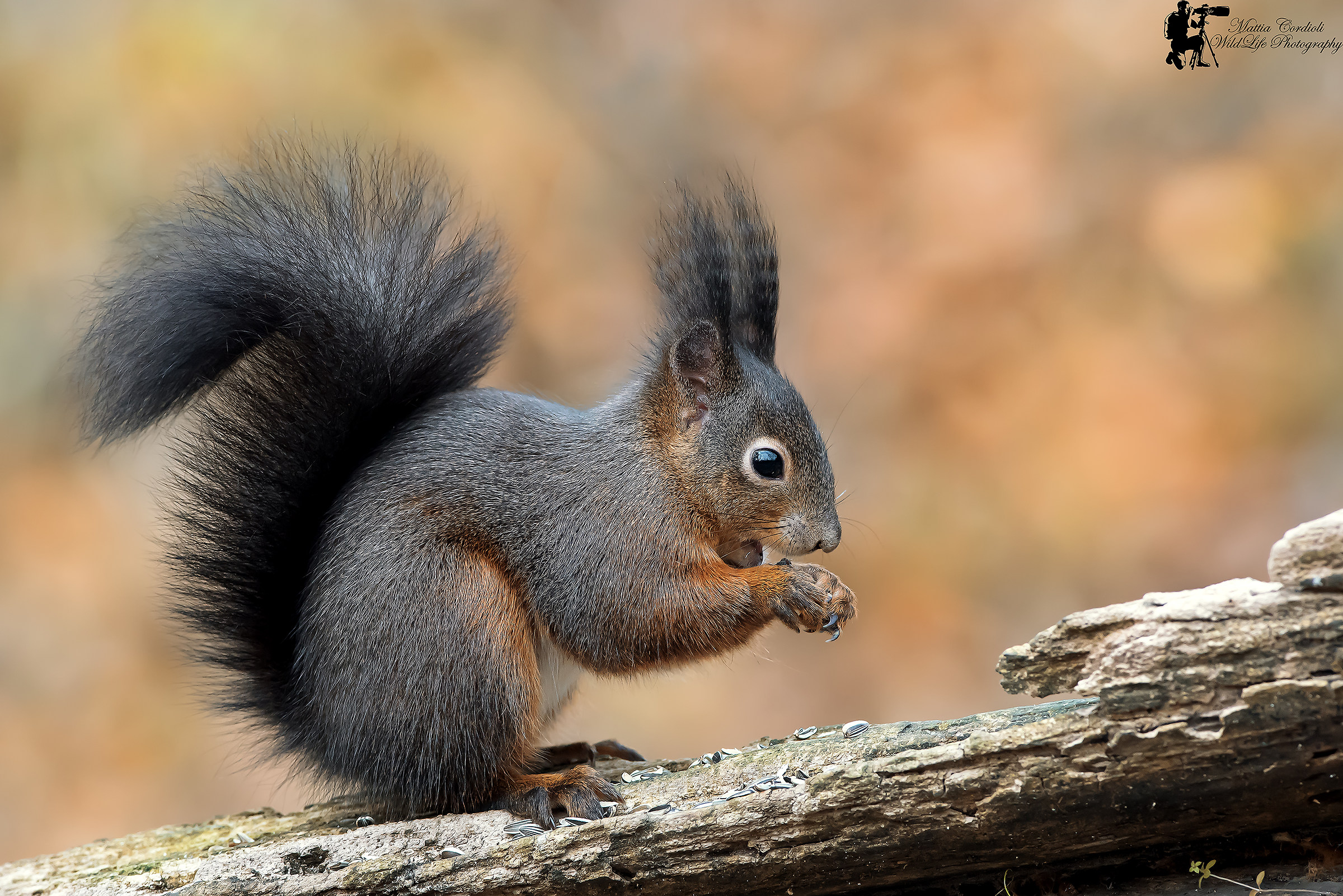 Red Squirrel in Autumn