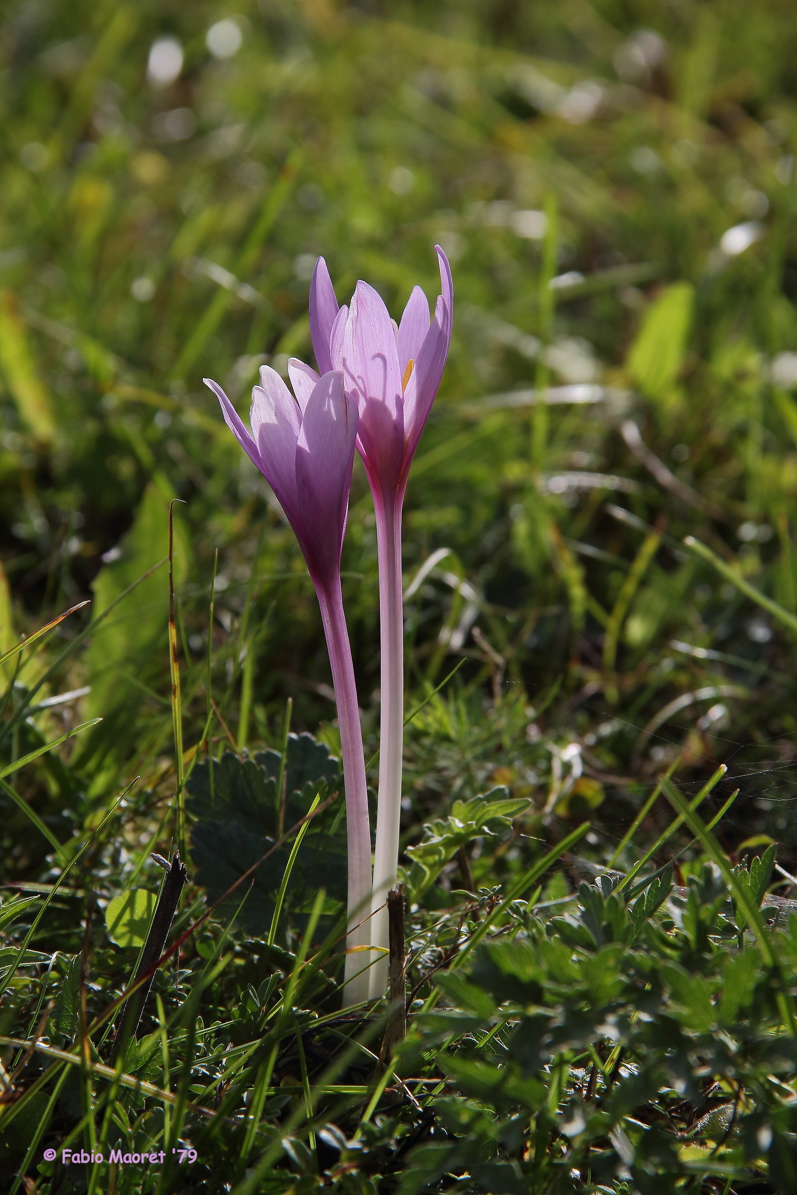Crocchi Sui Prati Del Monte Avena (Feltre BL)