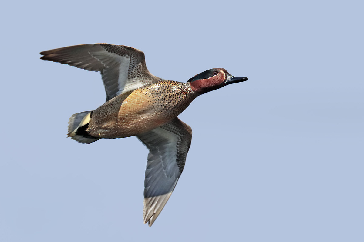 Teal in flight - male