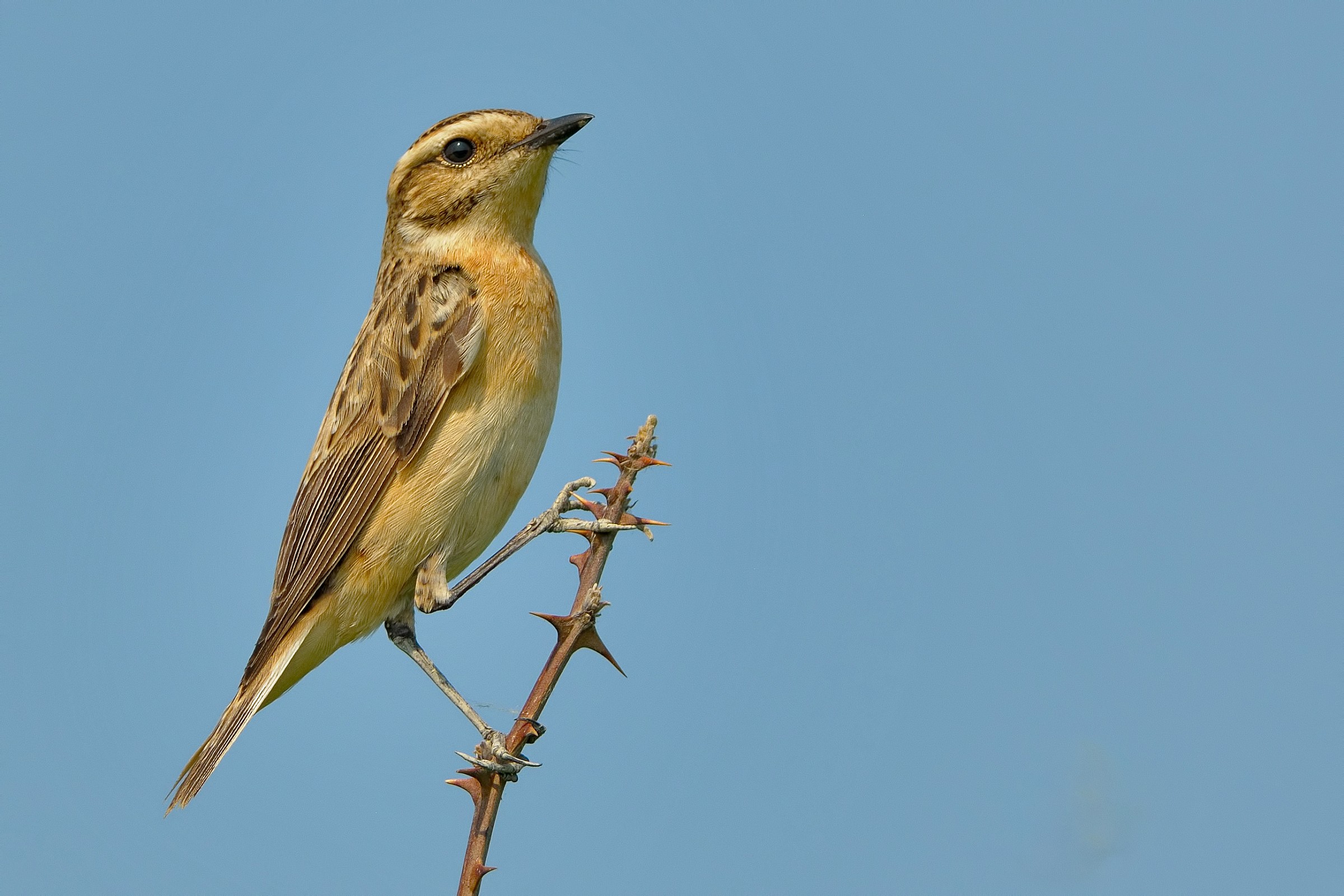 Whinchat Saxicola rubetra