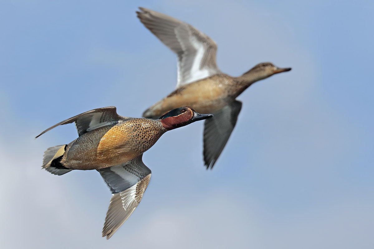 Teals in flight - couple