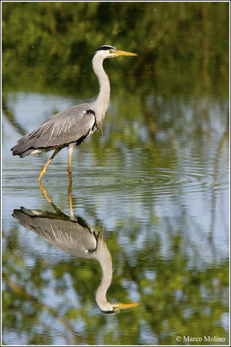 Ardea cinerea - Airone cenerino