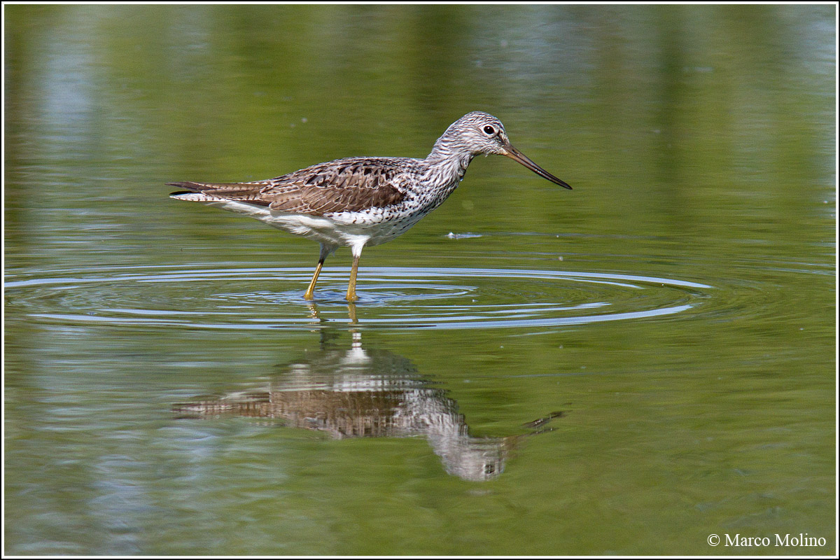 Tringa nebularia - Pantana comune
