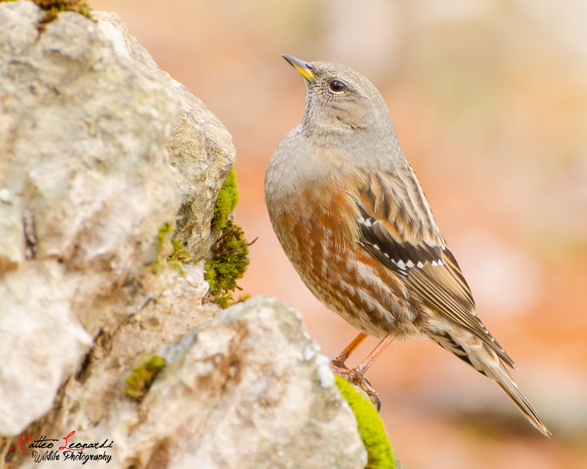 Sordone - Alpi Apuane