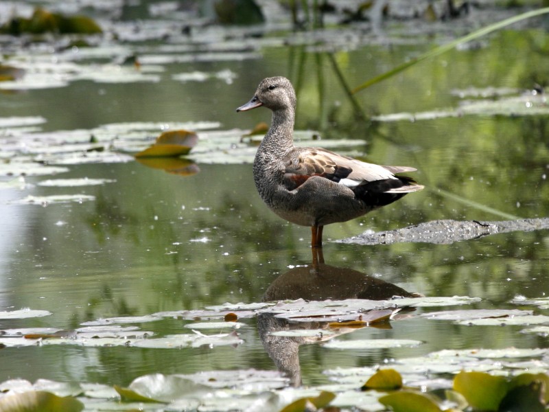 Gadwall