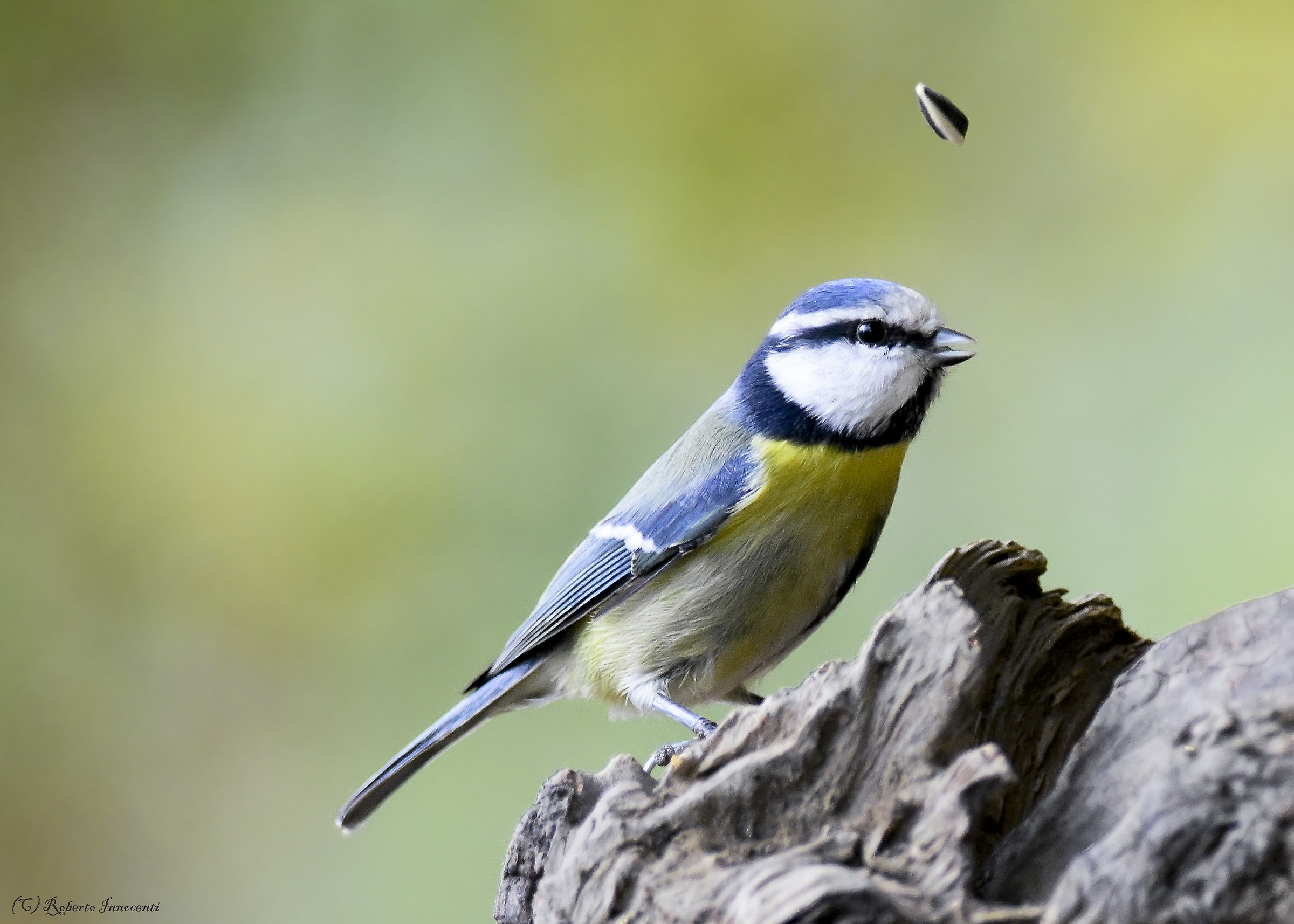 In buona compagnia(Cinciarella)