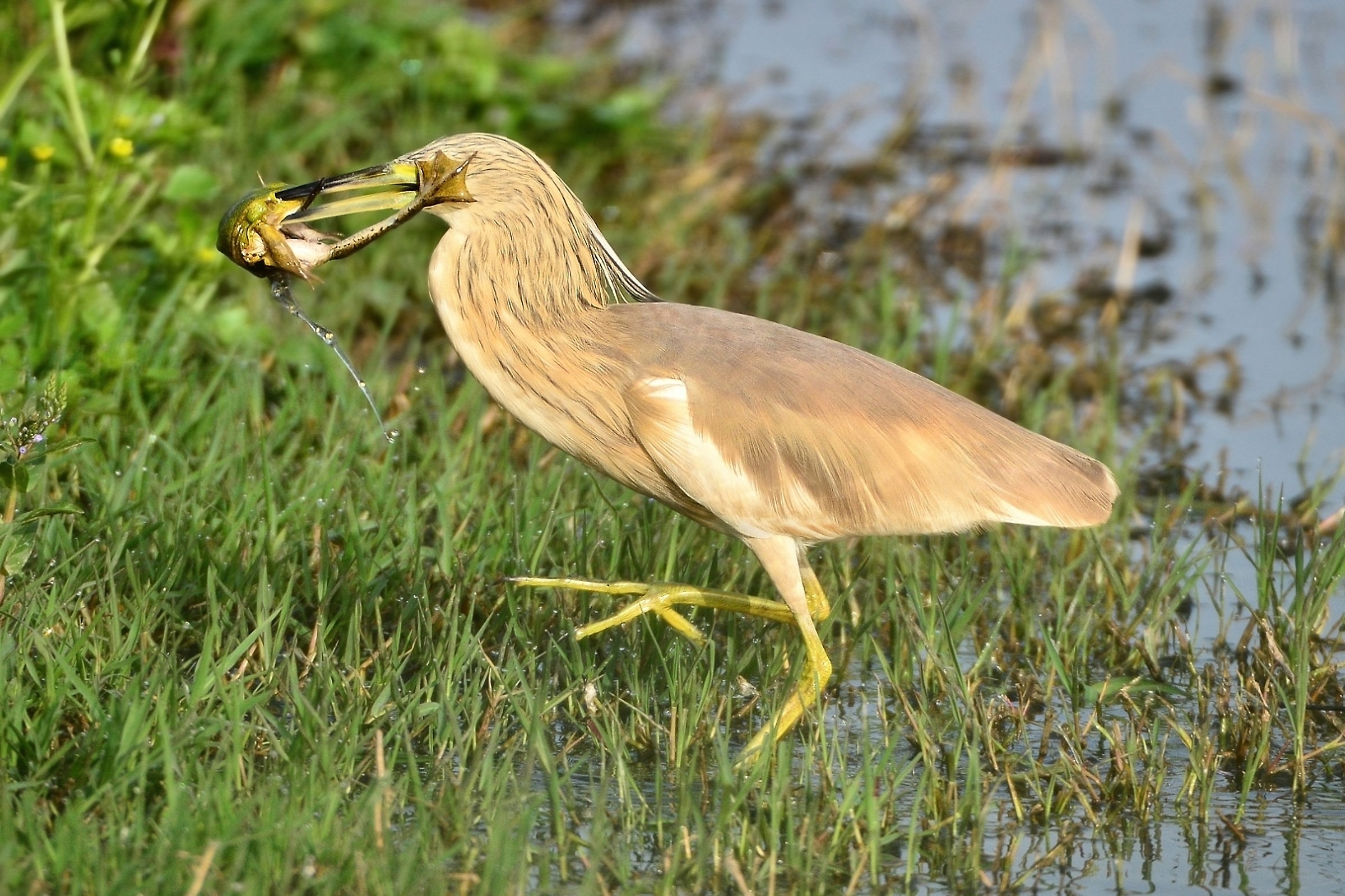The Squacco and the poor frog .. Extreme defense