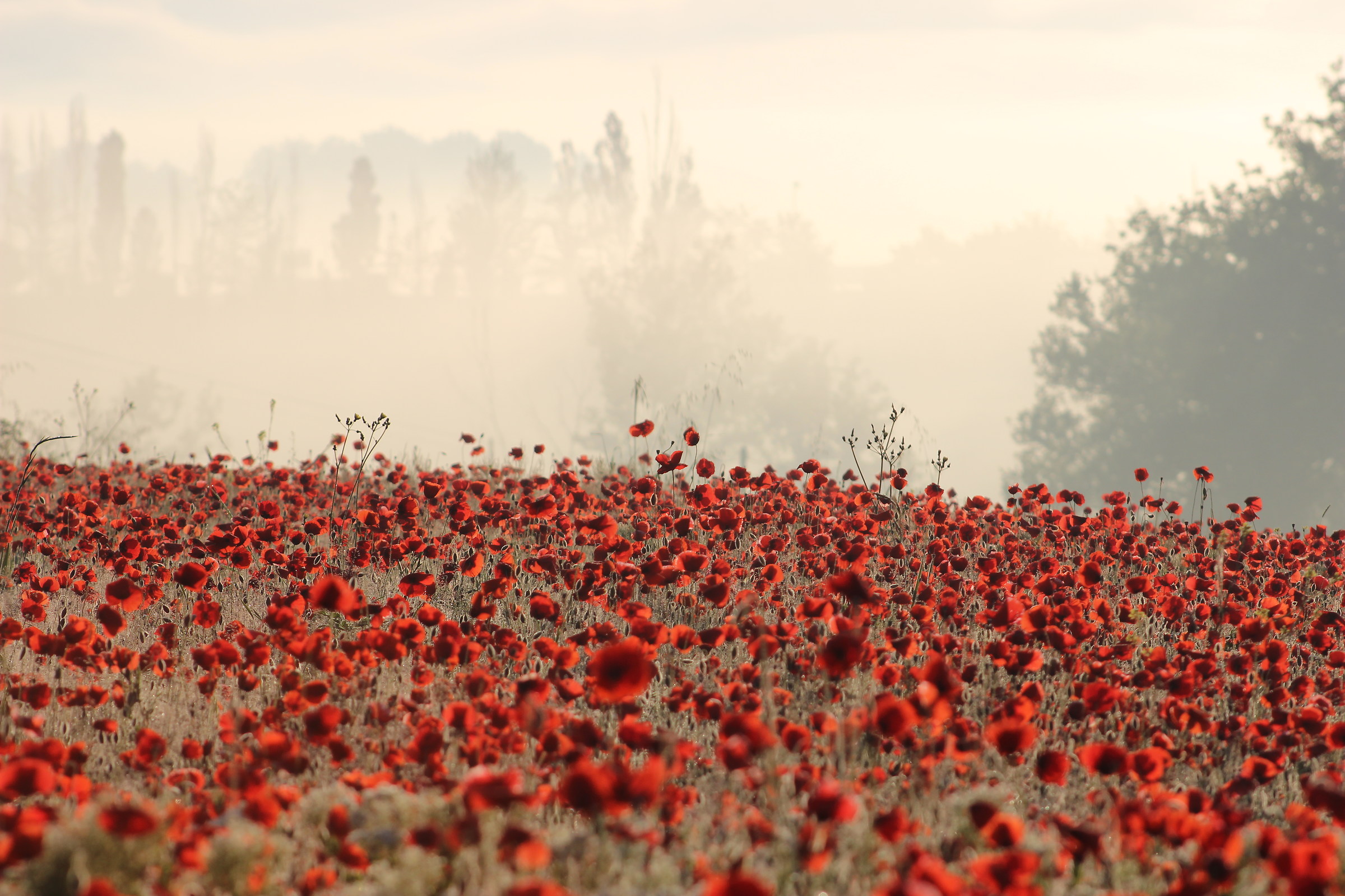 Papaveri all'alba