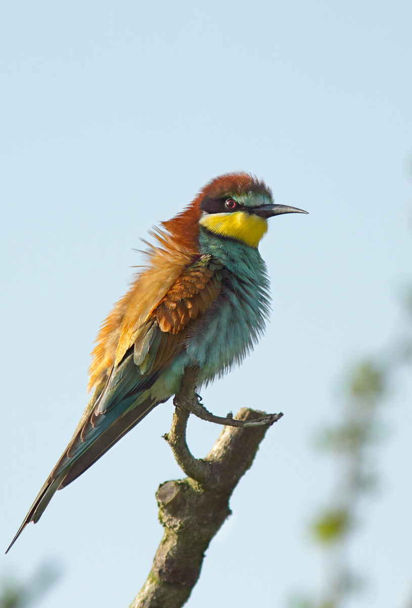 Gruccione spettinato