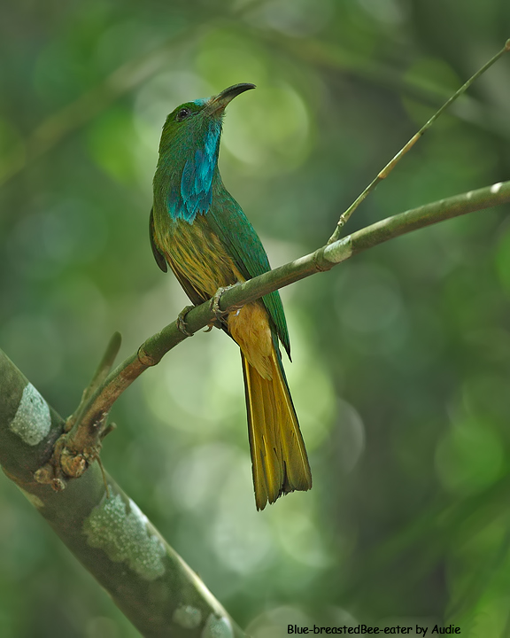 Blue-bearded Bee-eater