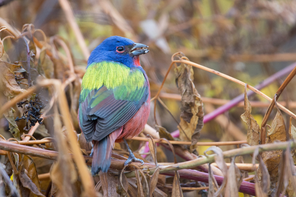 Painted Bunting
