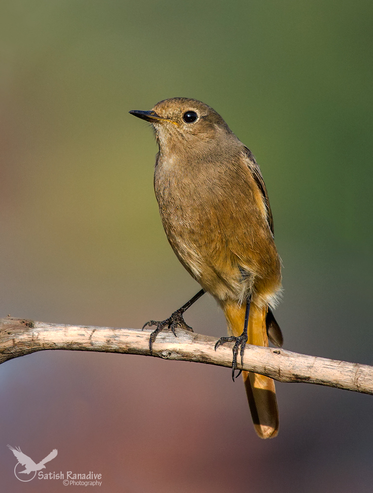 Black Redstart, female.