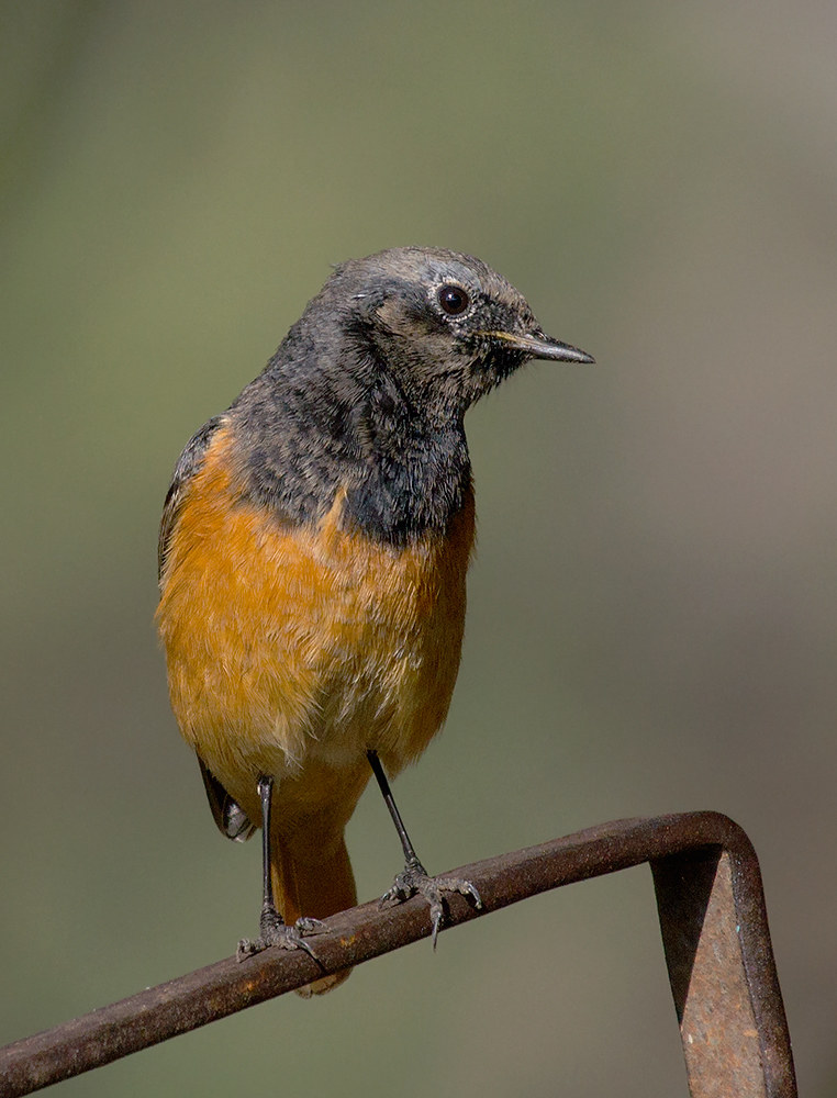 Black Redstart, male.