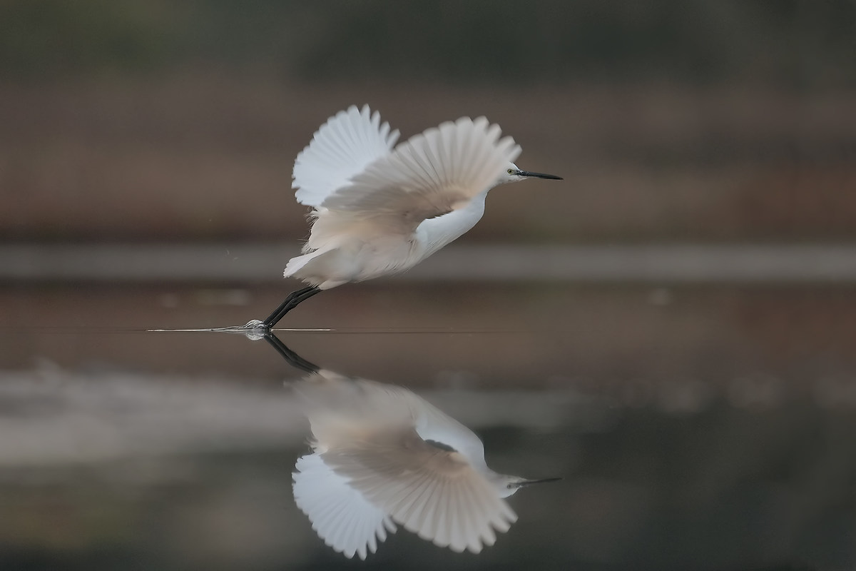 Egret