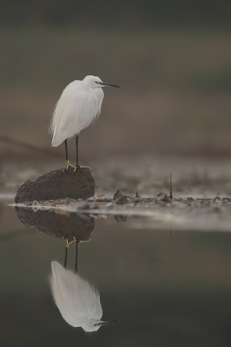 Egret
