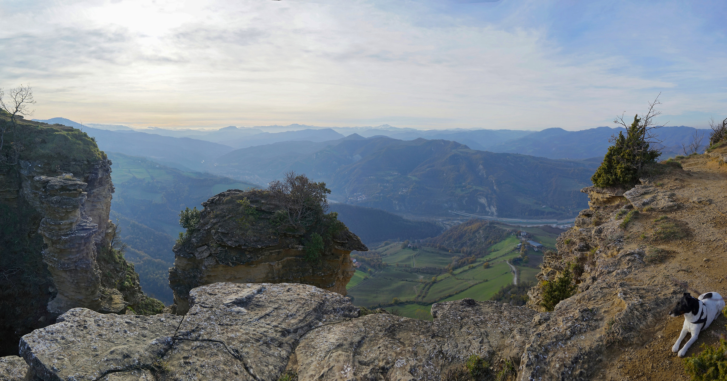 View with little dog