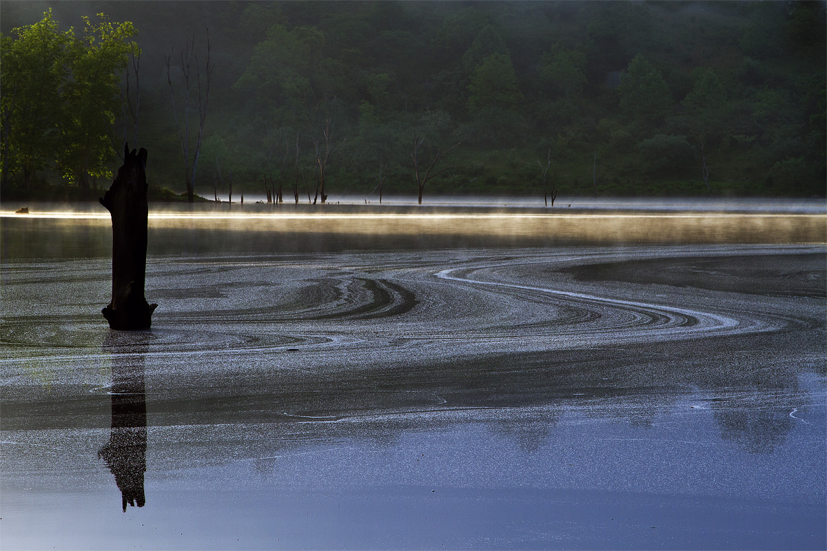 Swirls polline at Dawn