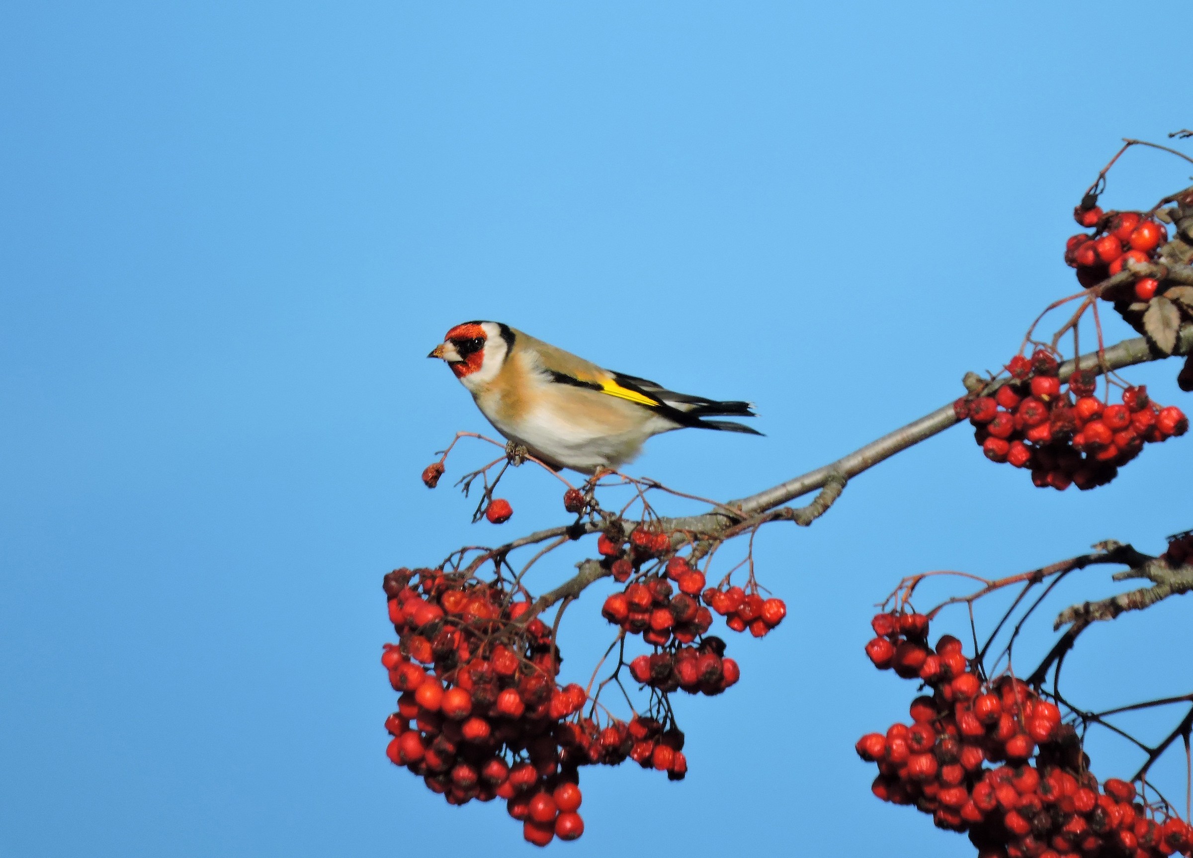 goldfinch November