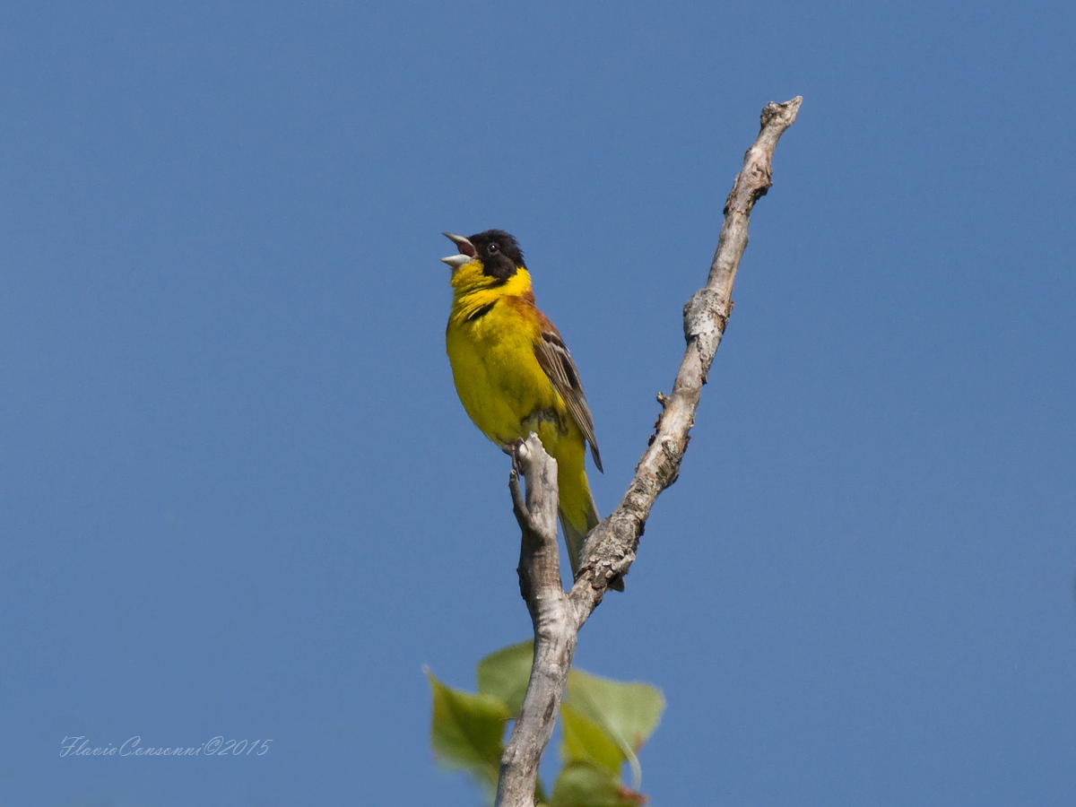 Black-headed Bunting