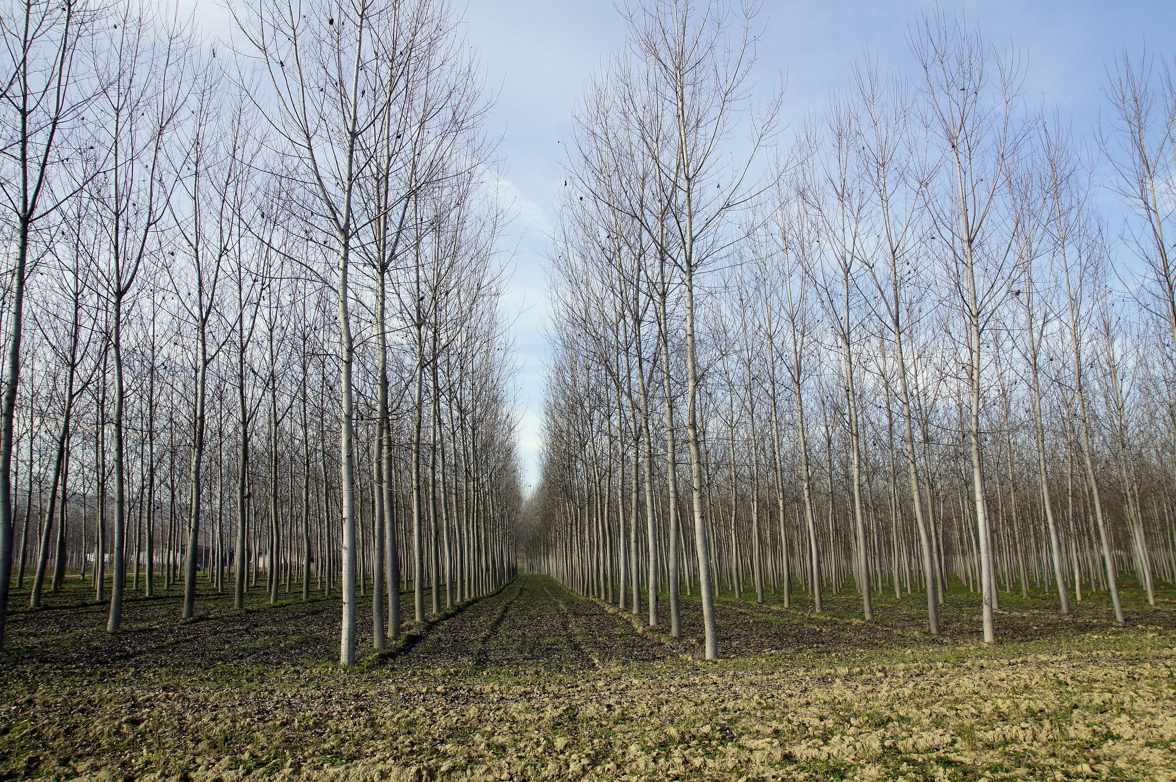 Poplars Langa