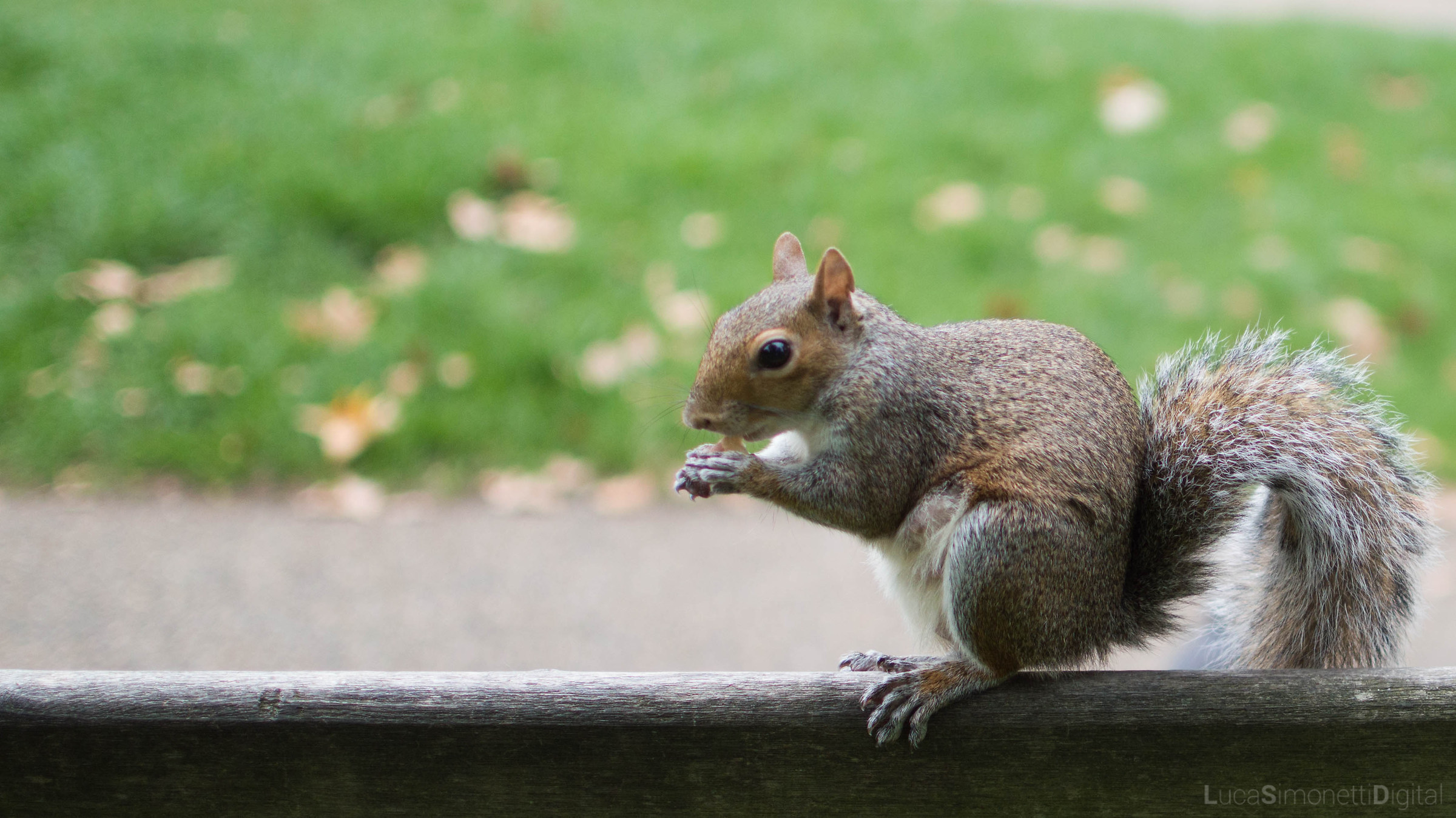 London's squirrel