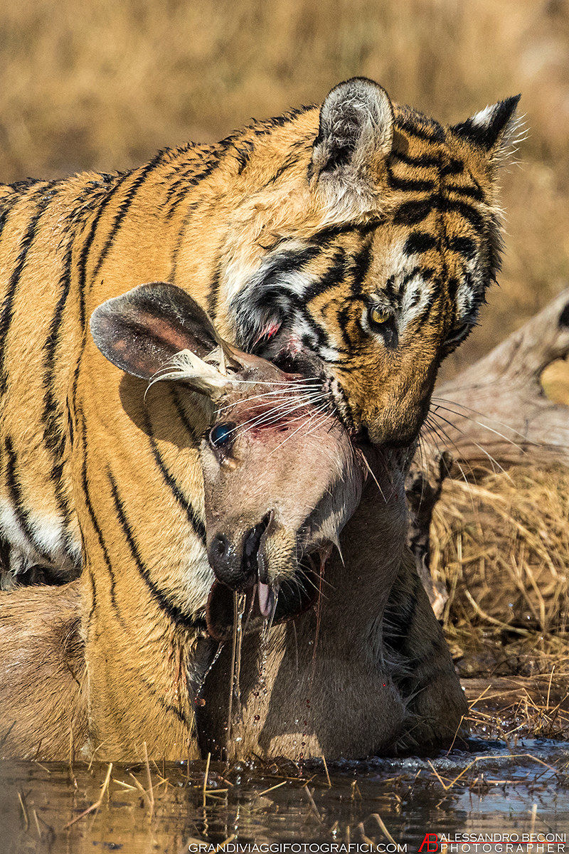 Tigre del bengala e preda (sambar deer)