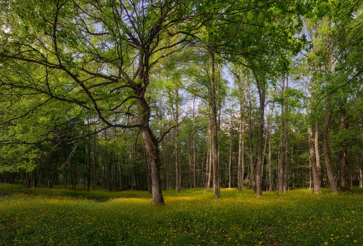 La foresta dei bottondoro