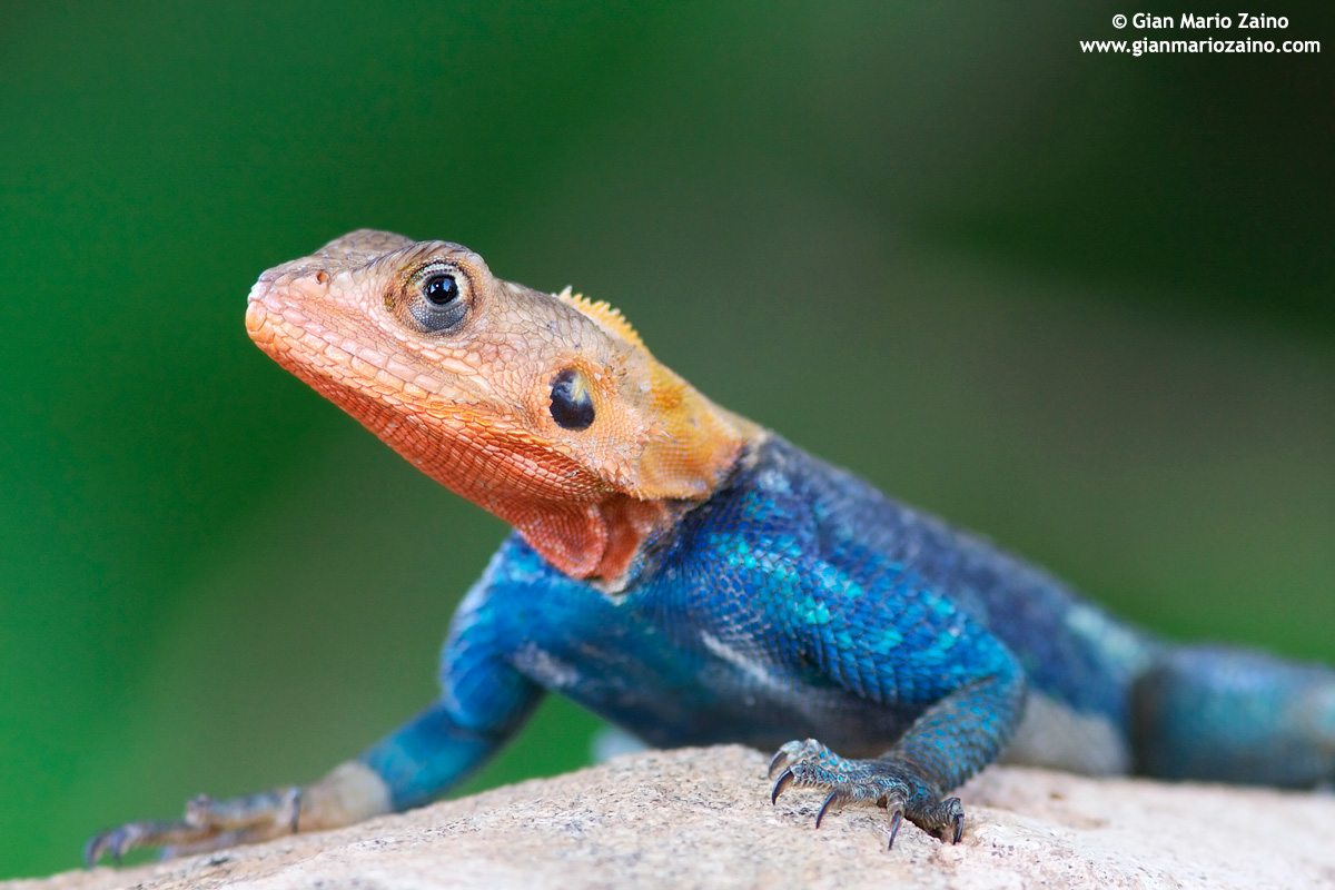 Agama agama / Agama comune / Common agama / Margouillat