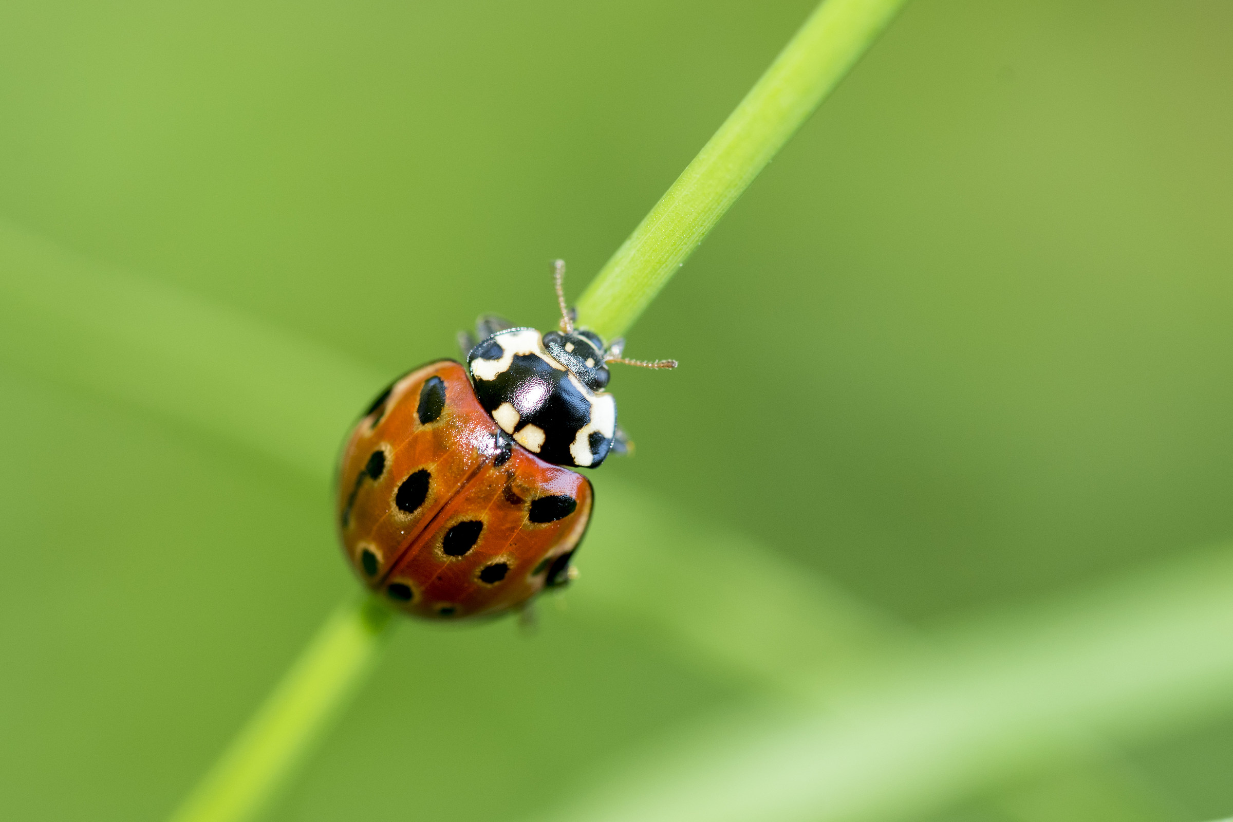 Ladybug