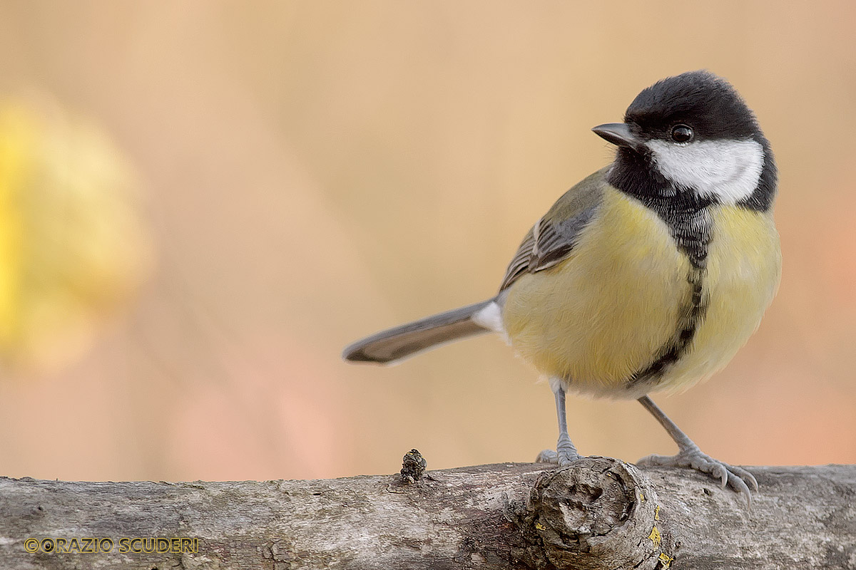Parus major