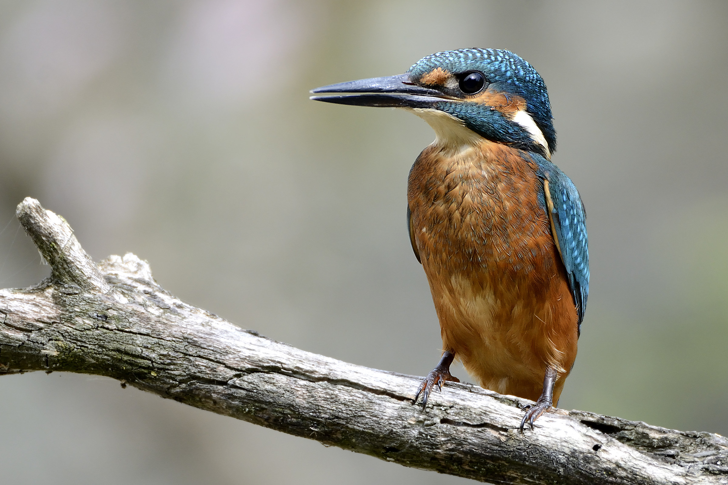 Kingfisher
