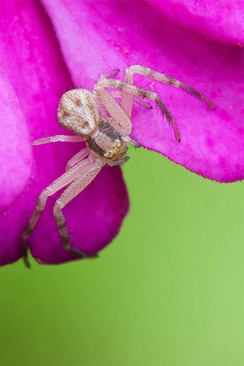 Crab Spider