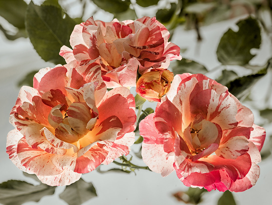 Even in October they are beautiful