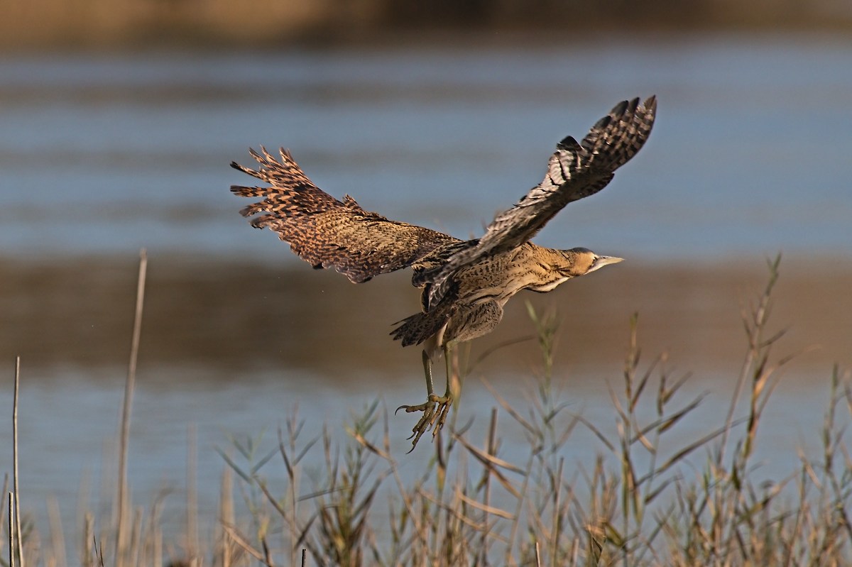 The takeoff of the Bittern