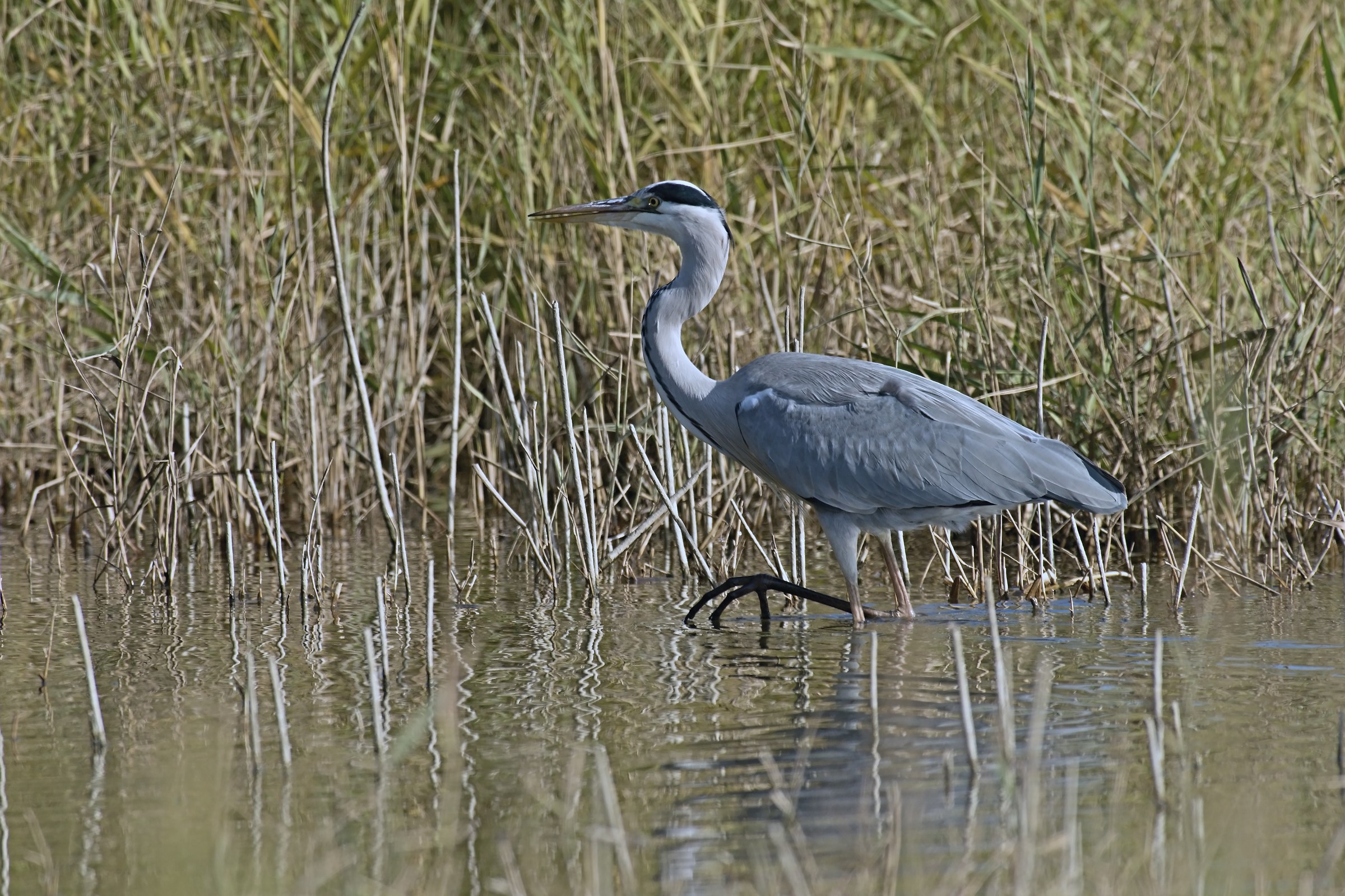 The step of Cenerino