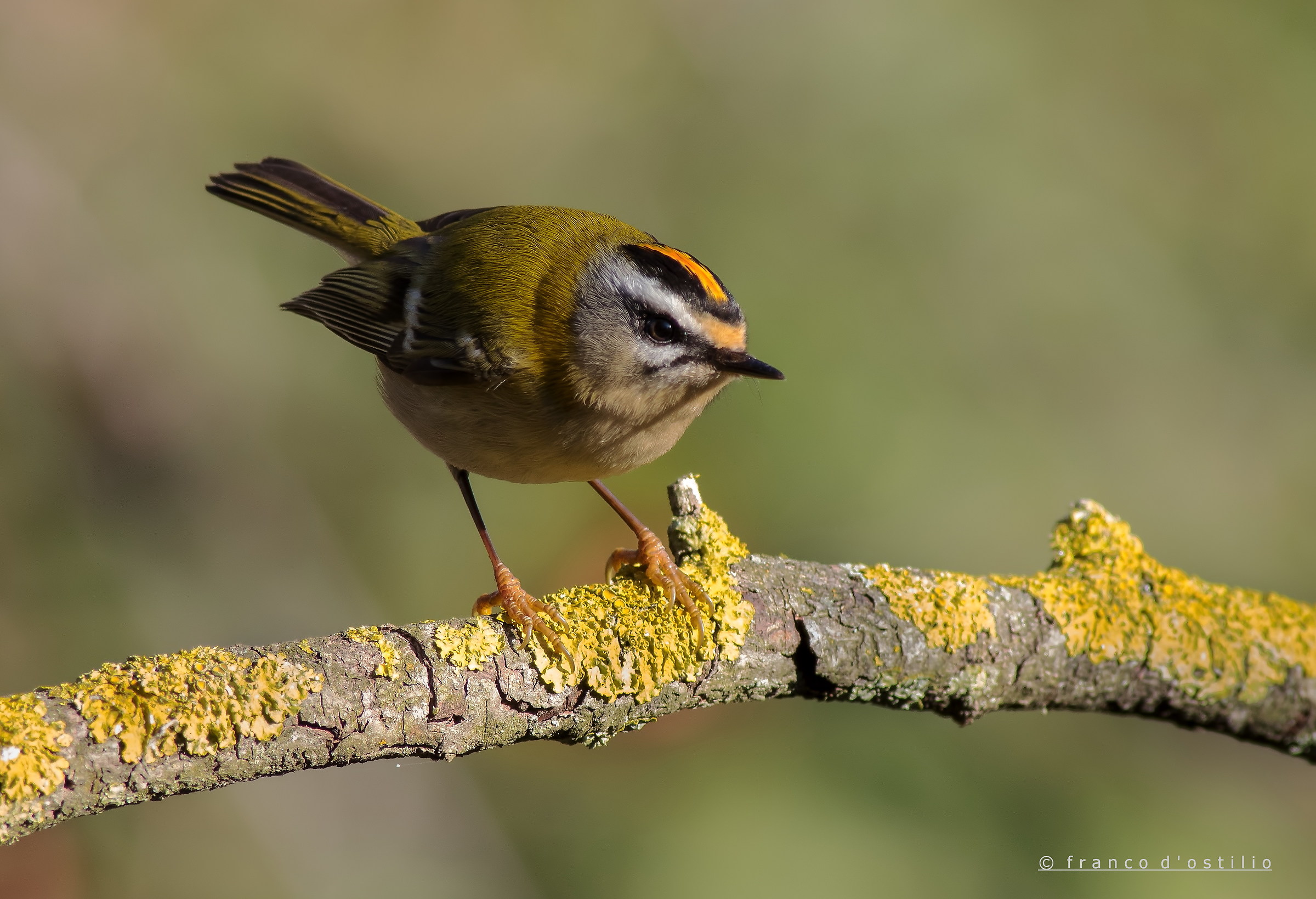 Firecrest