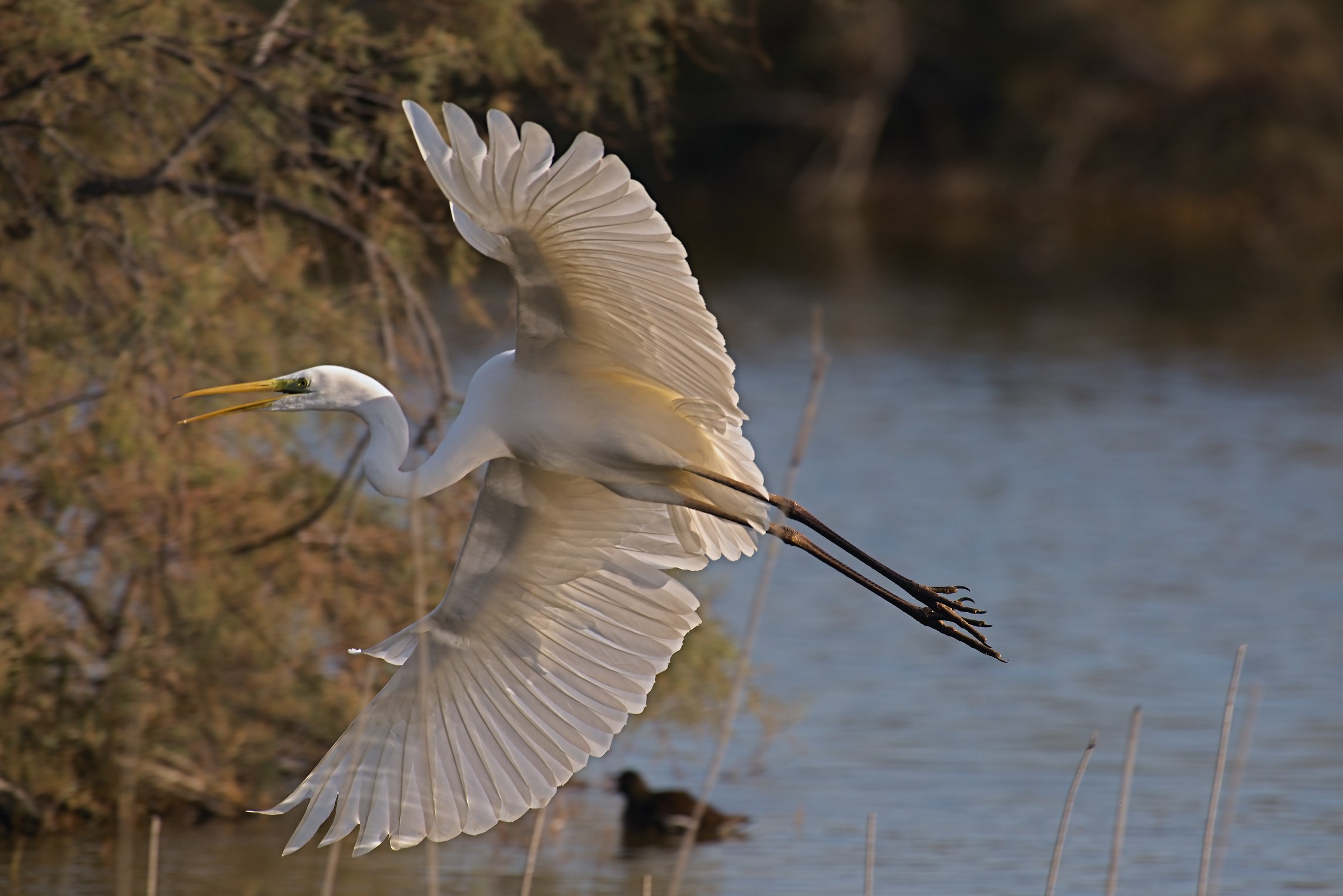 White Heron Maggiore in turn