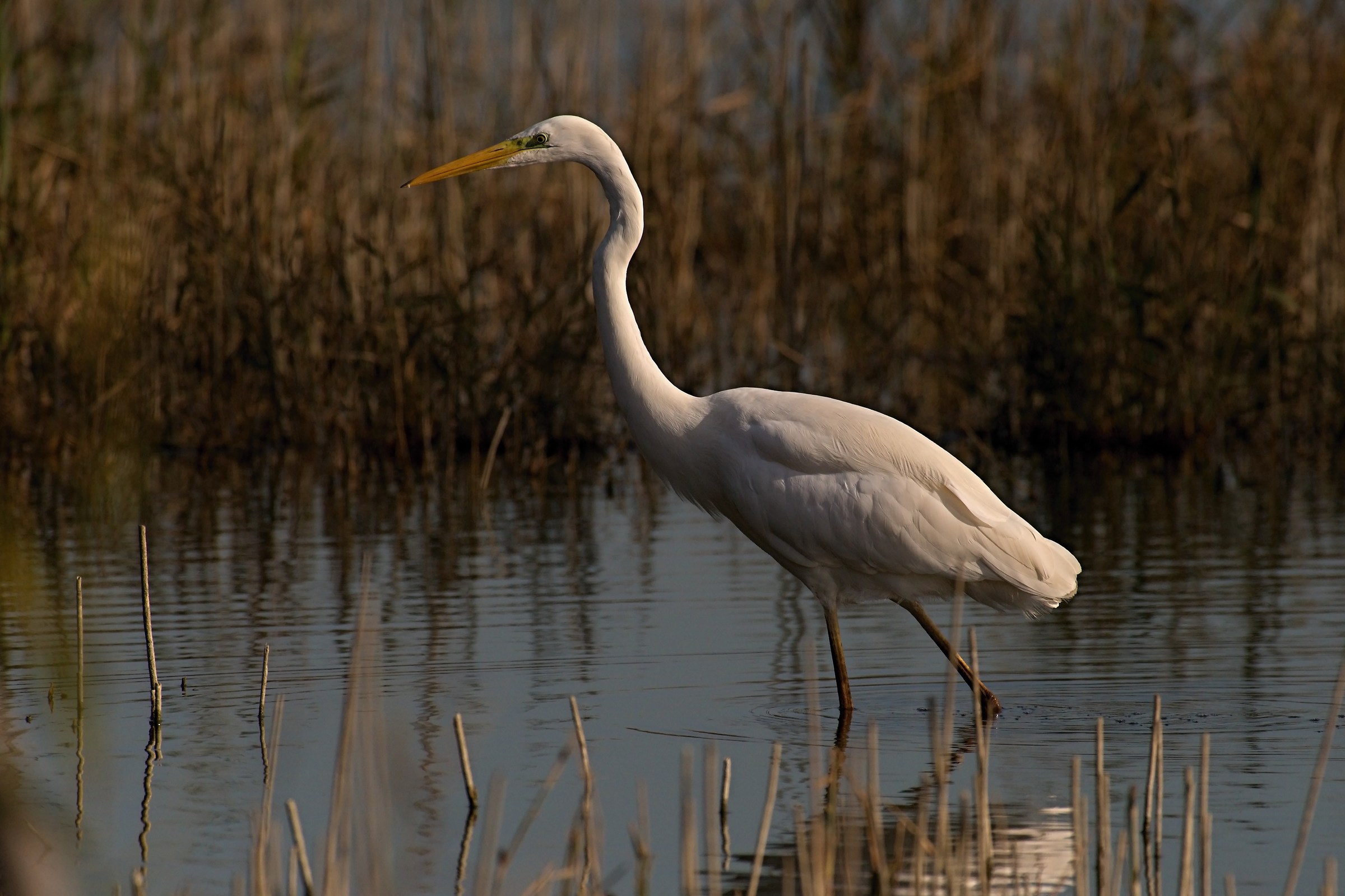 White Heron Maggiore