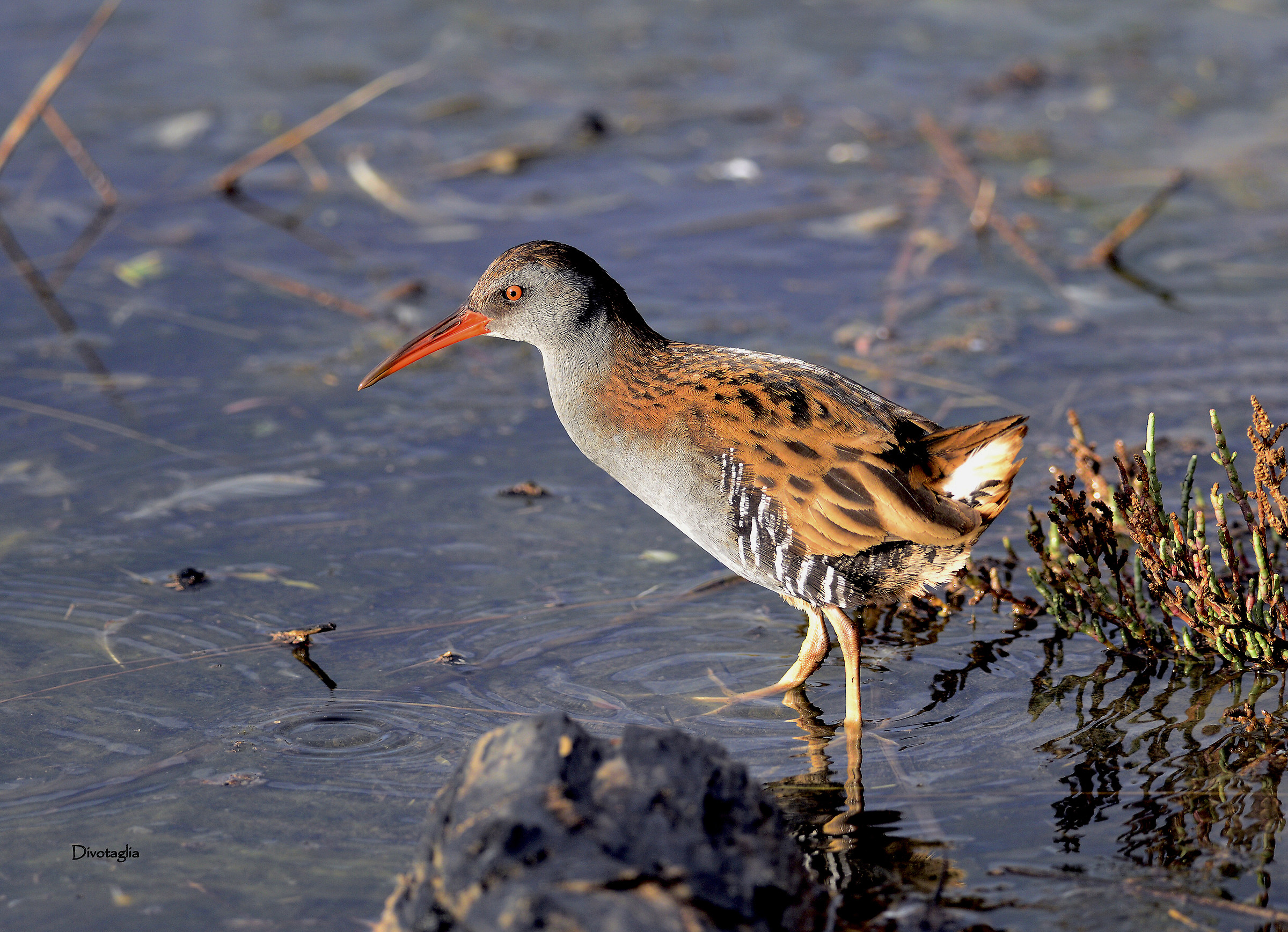 Porciglione (Rallus aquaticus)
