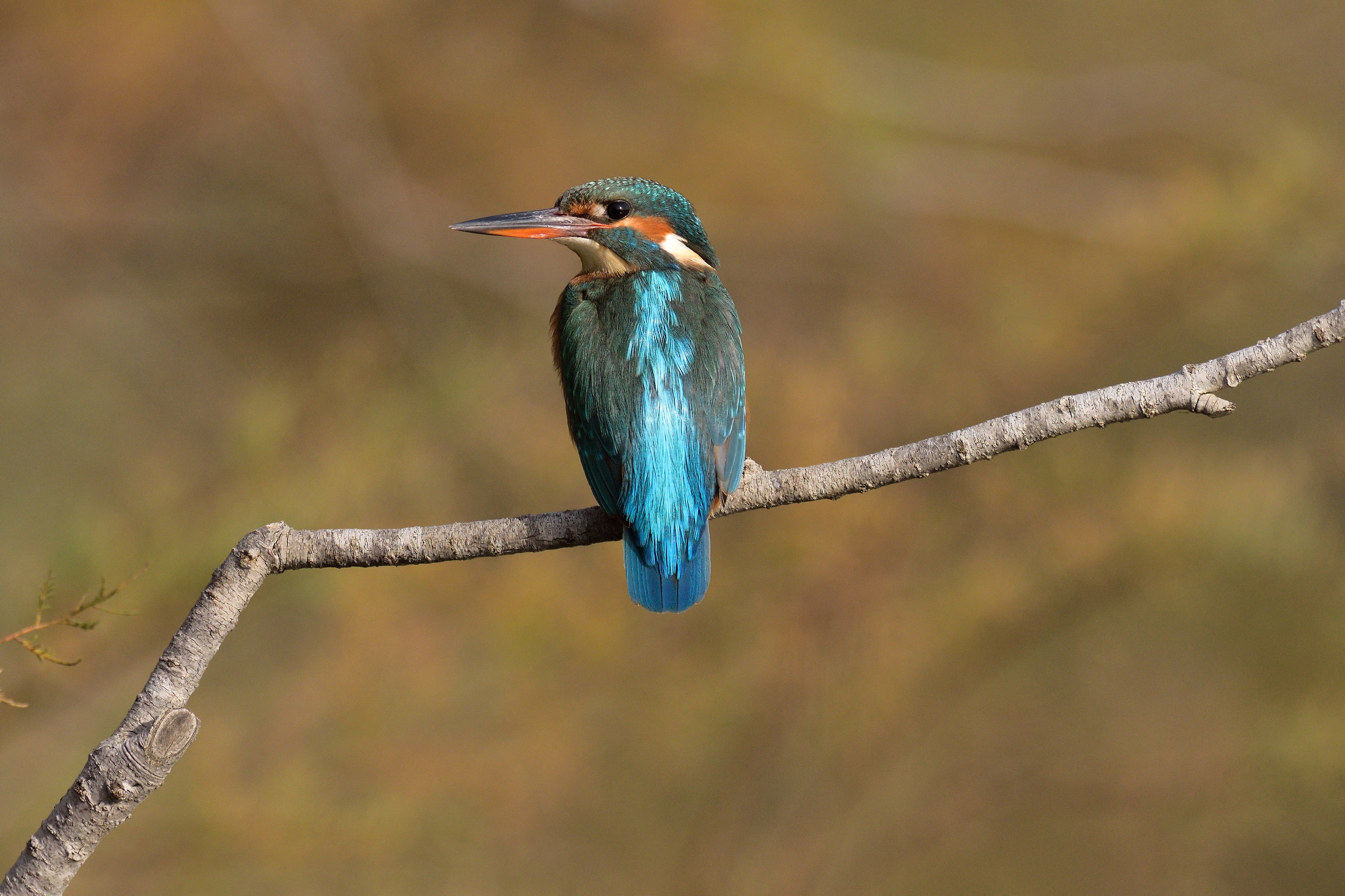 Kingfisher