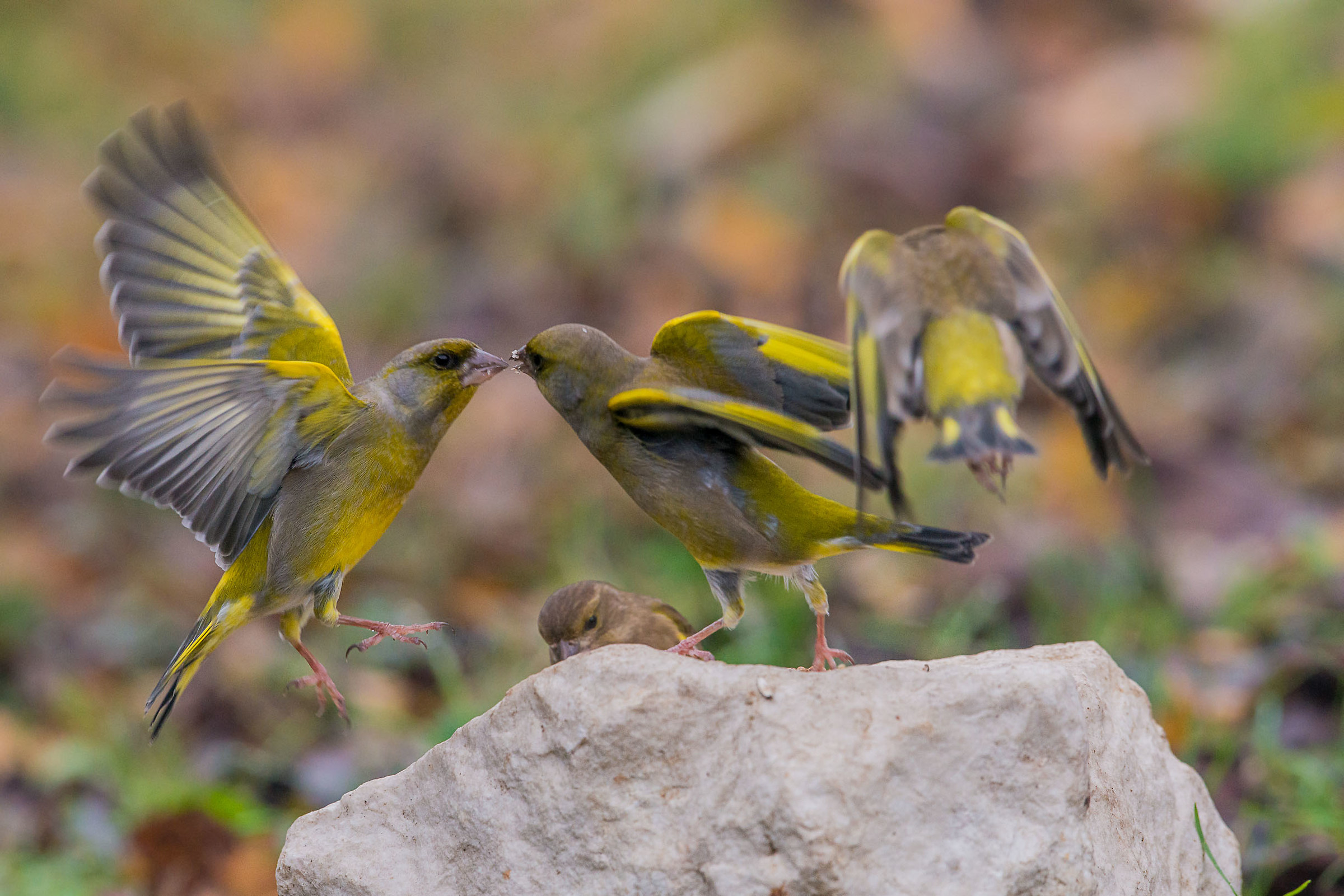 Discussione condominiale