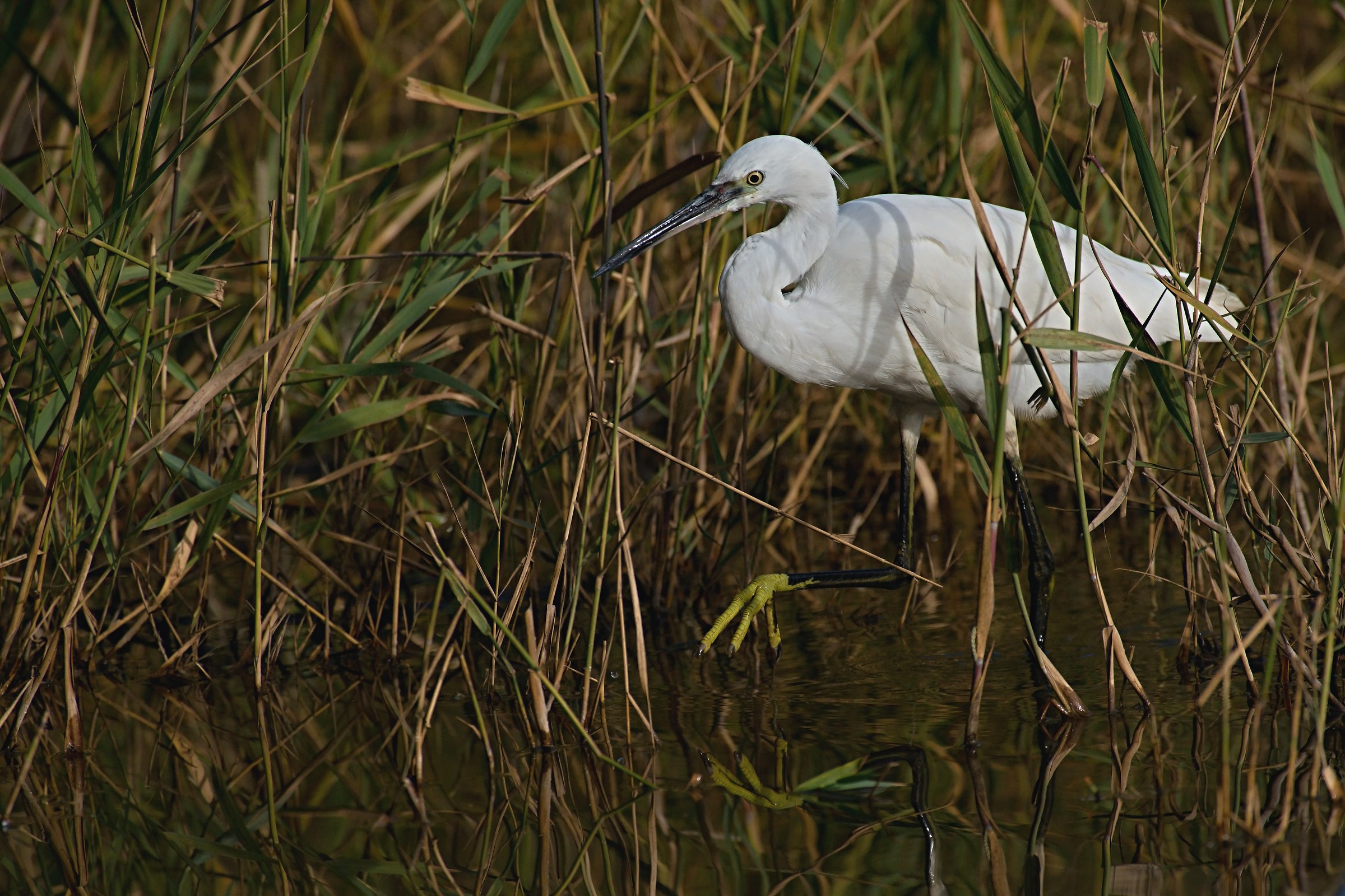 Egret