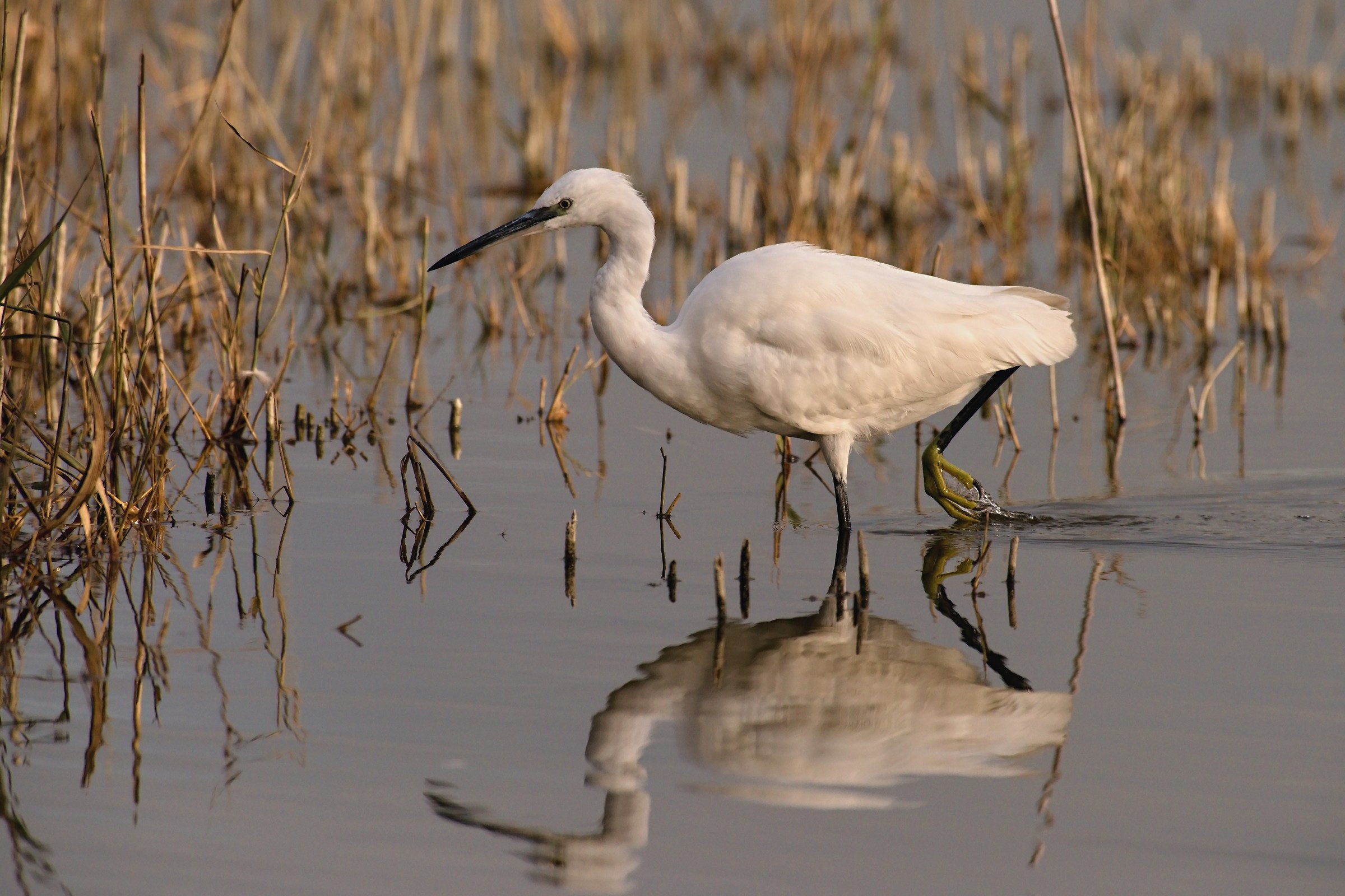 Egret Egret