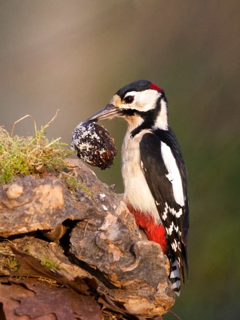 woodpecker and walnut