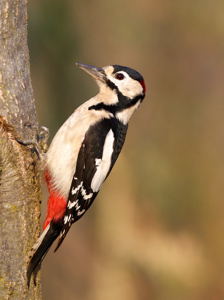 woodpecker
