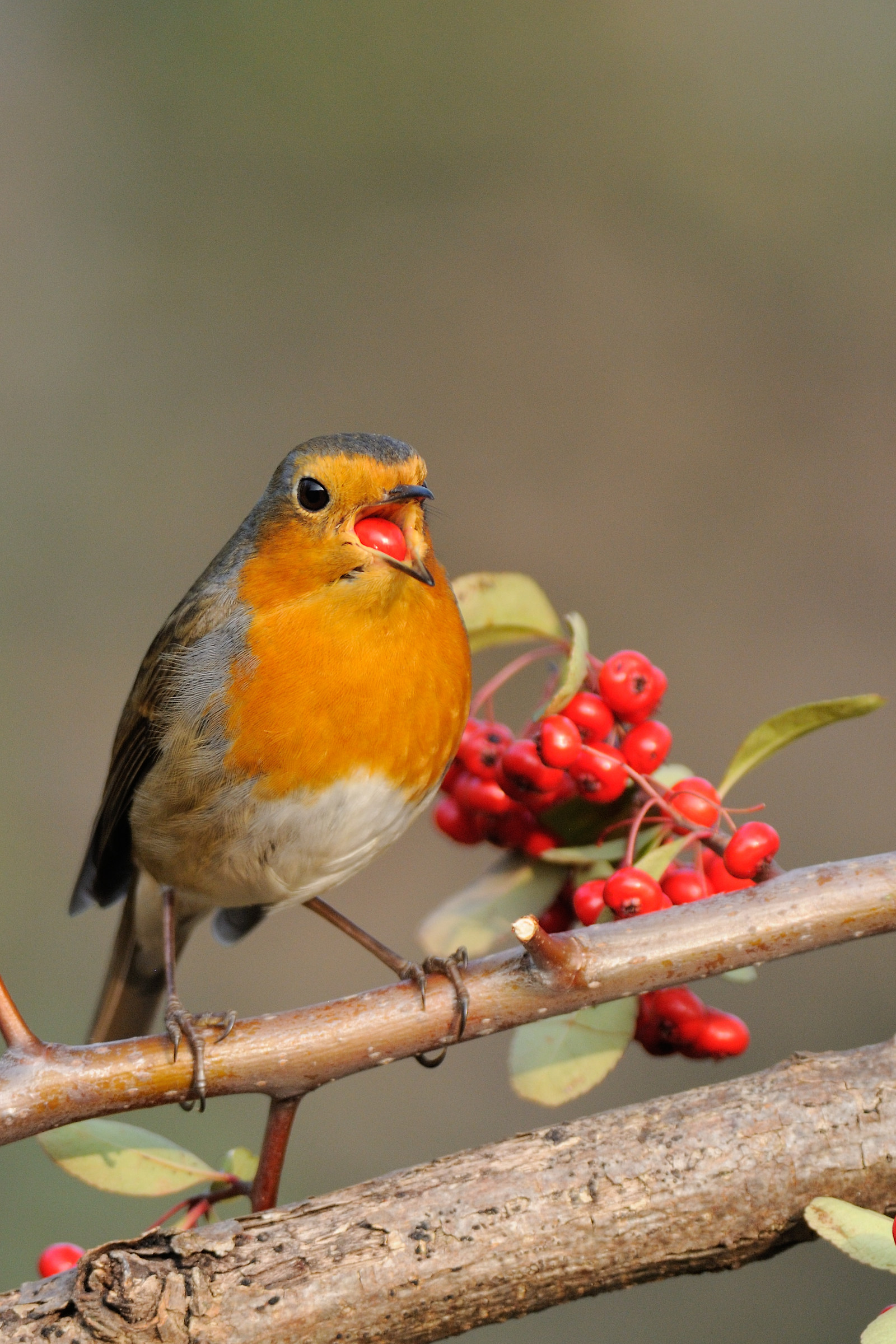 merendina alla frutta