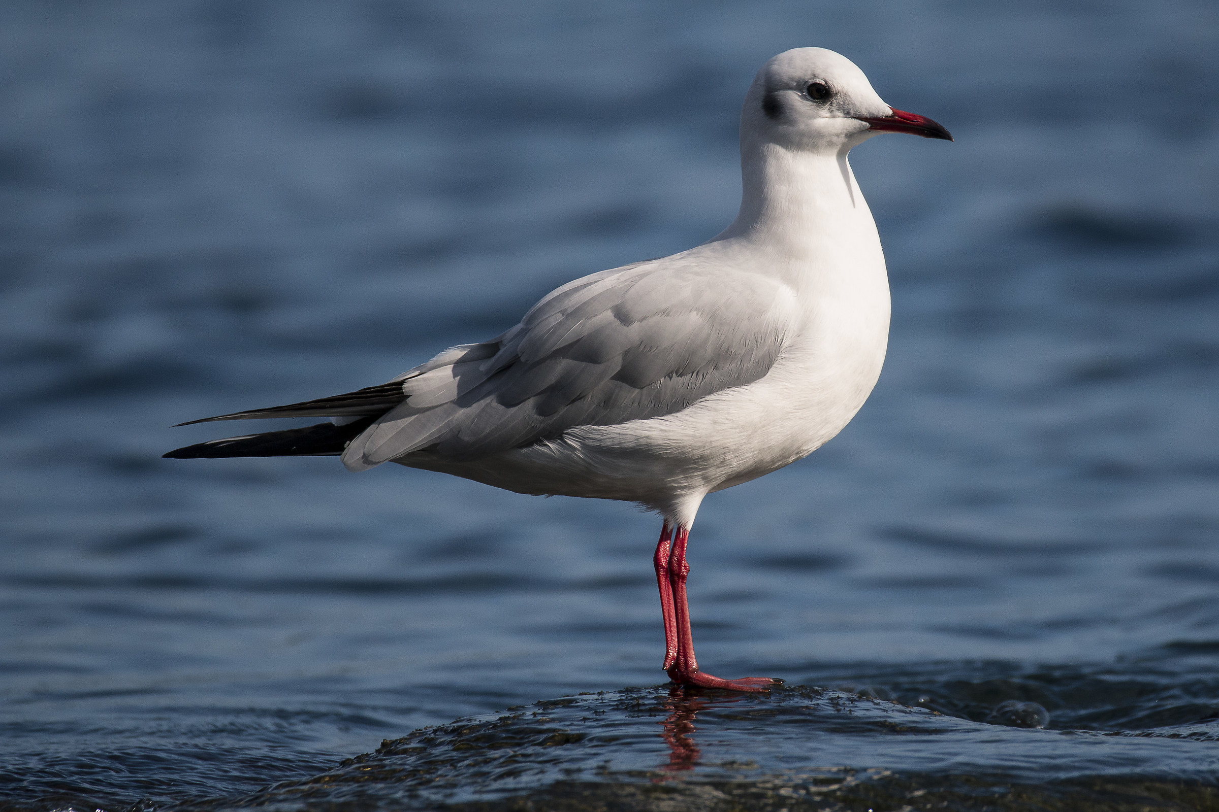Gabbiano comune Larus ridibundus